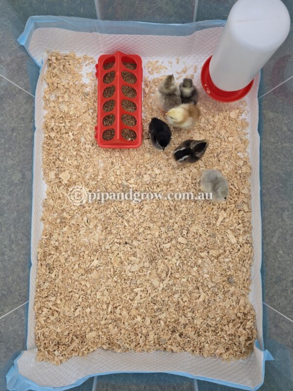 Brooder Box Large - Image 6