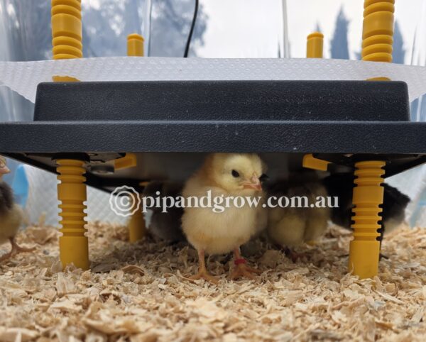 Brooder Heat Plate - Image 6