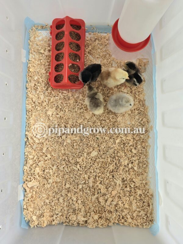 Brooder Box Medium *2nd hand* - Image 6