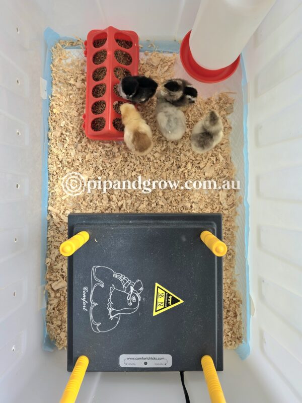 Brooder Box Medium *2nd hand* - Image 7