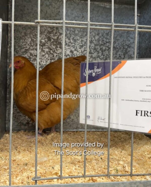 Buff Orpington Fertile egg (each) - Image 9