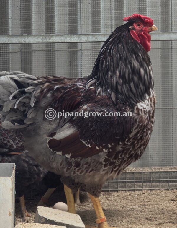 Wyandotte Fertile Egg (each) - Image 6
