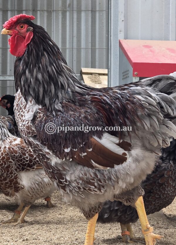 Wyandotte Fertile Egg (each) - Image 7
