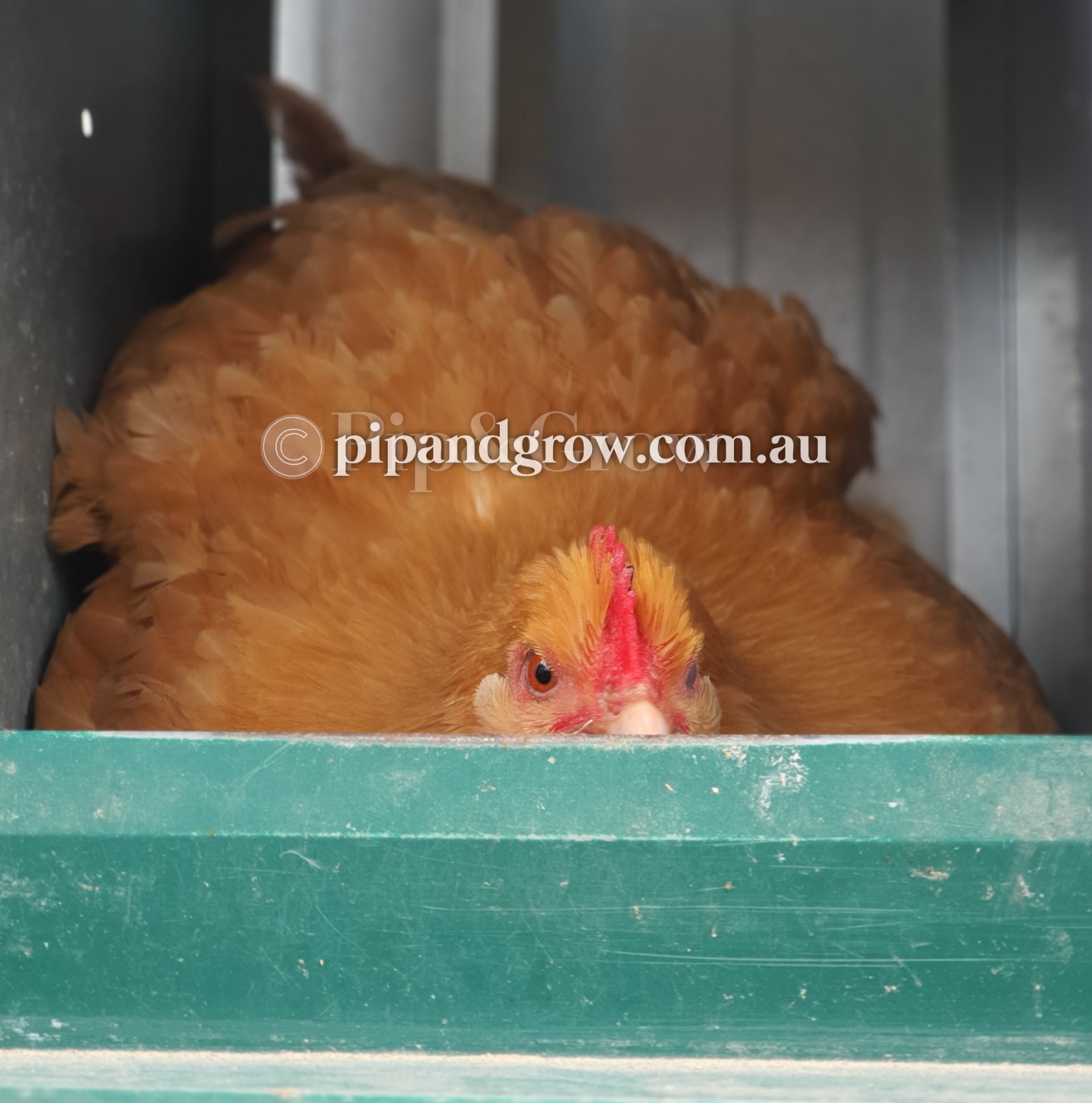 Broody Hen FAQ