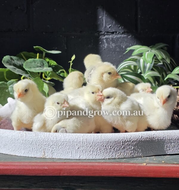 Salmon Faverolles Fertile Egg (each) - Image 3