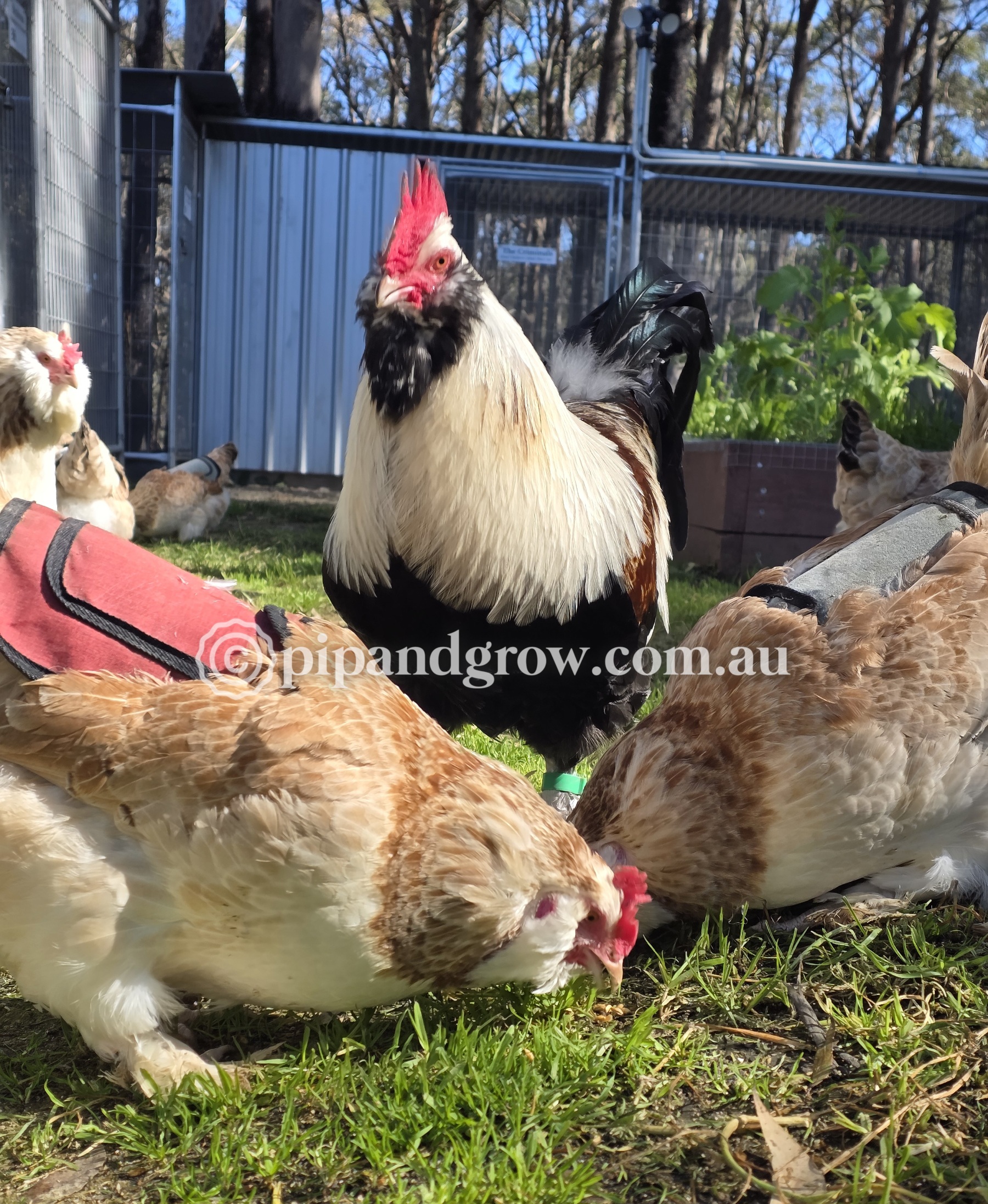 Salmon Faverolles Fertile Egg (each)