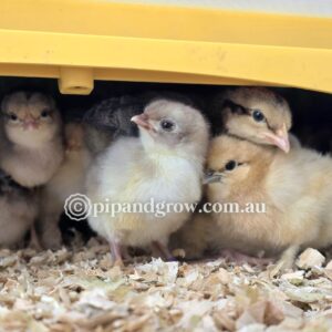 *27/09/25 Batch* Dayold & Chicks