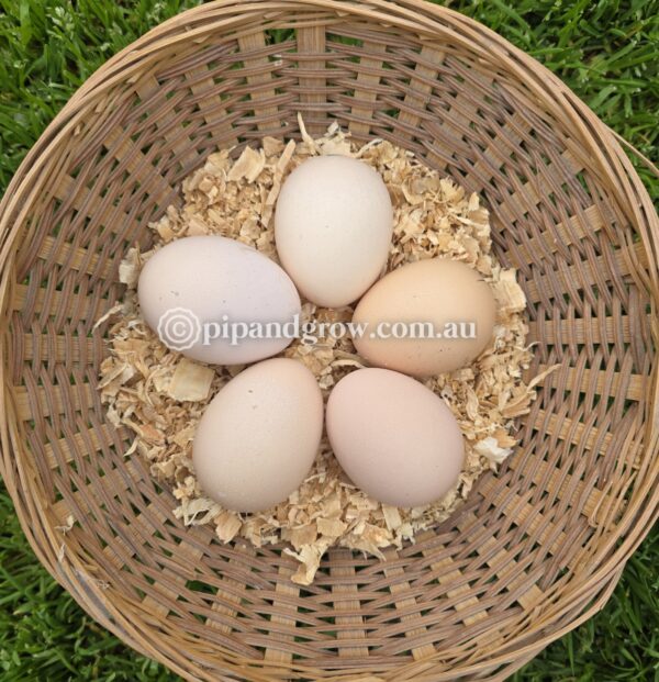 Gold & Blue Partridge Brahma Fertile Egg (each) - Image 2