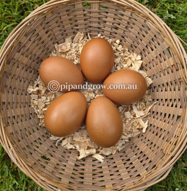English Cuckoo Marans Fertile Egg (each) - Image 3