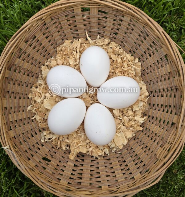 Silver Spangled Hamburg Fertile Egg (each) - Image 3