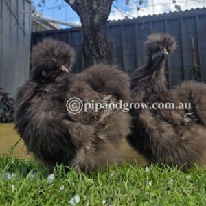 Silkie & Showgirl- Chocolate & Mauve (each)