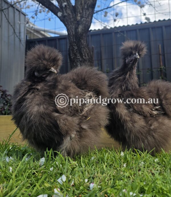 *Not available until further notice* Silkie & Showgirl- Chocolate & Mauve Fertile Egg (each) - Image 6