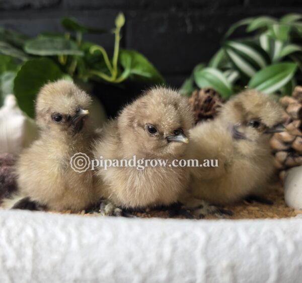 Silkie & Showgirl- Chocolate & Mauve (each) - Image 3