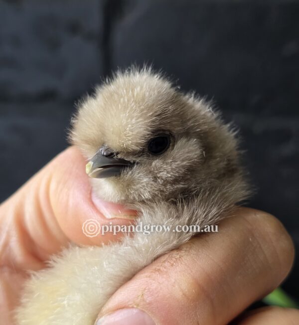 Silkie & Showgirl- Chocolate & Mauve (each) - Image 5