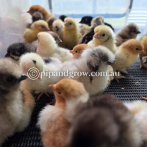 *25/10/25 Batch* Dayold - Week Old
