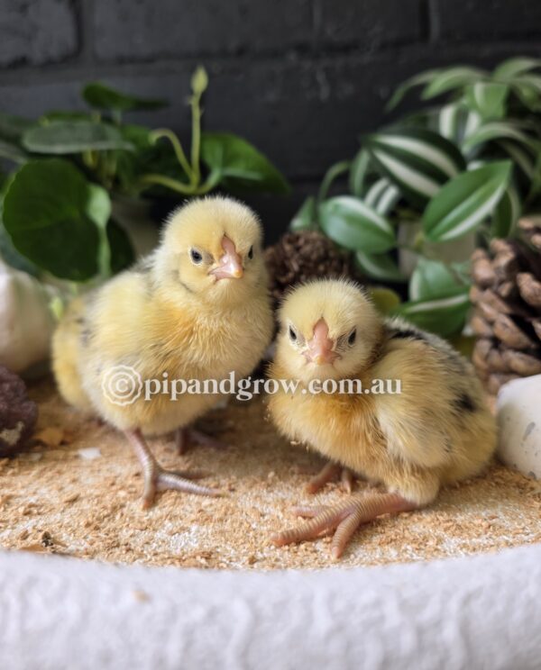 Silver Spangled Hamburg Fertile Egg (each) - Image 4