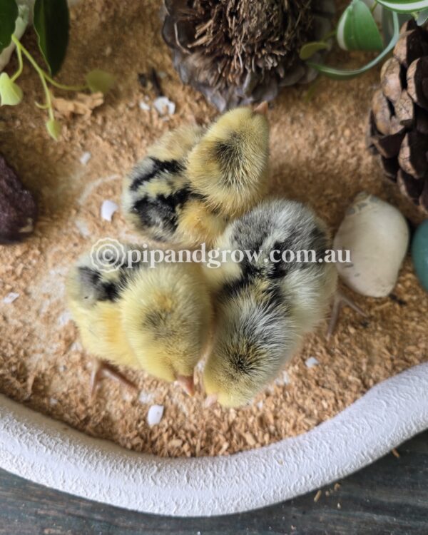Silver Spangled Hamburg Fertile Egg (each) - Image 16