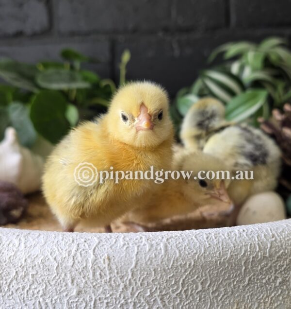 Silver Spangled Hamburg Fertile Egg (each) - Image 17