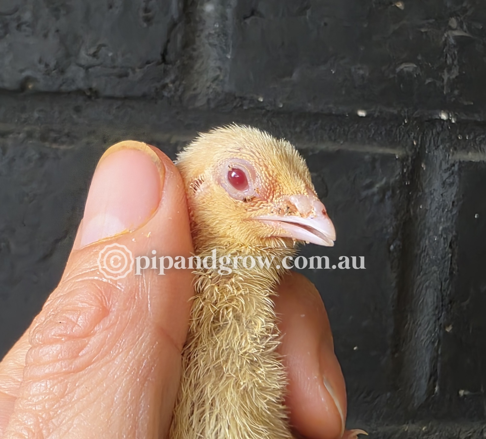 Cinnamon mutation (Red-Eye) Japanes Quails