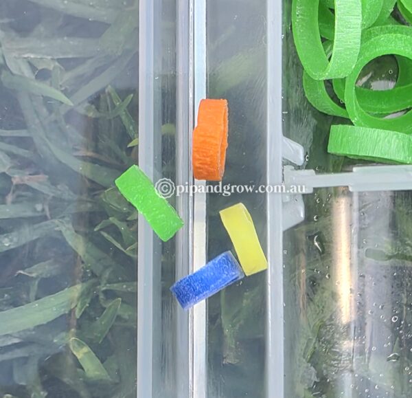 Chick Leg Band - Image 4