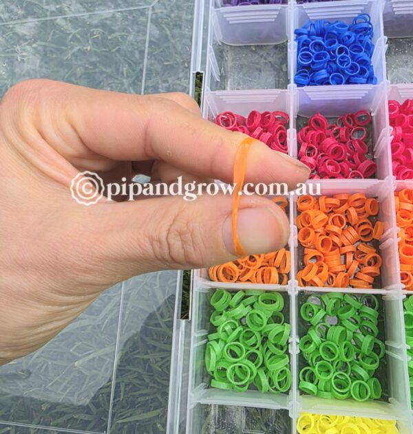 Chick Leg Band - Image 8