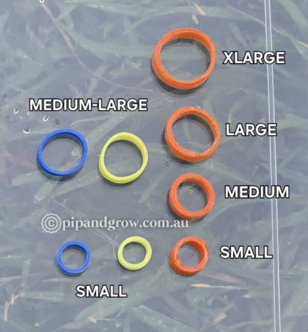 Chick Leg Band - Image 5