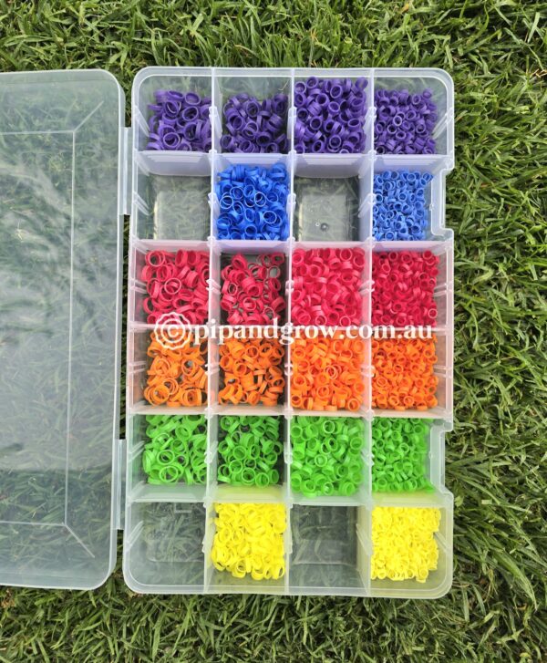 Chick Leg Band - Image 7