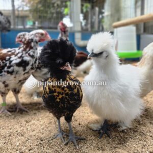 6weeks+ Ready for coop