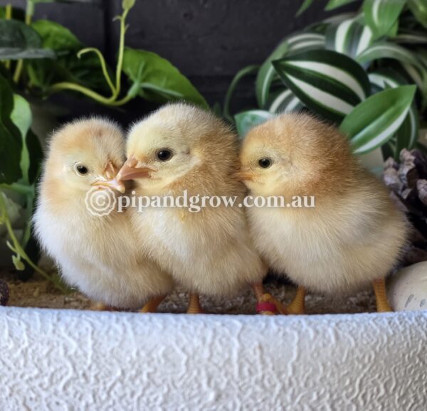 *Not available 2025/26 season* Speckled Sussex Fertile egg (each) - Image 3