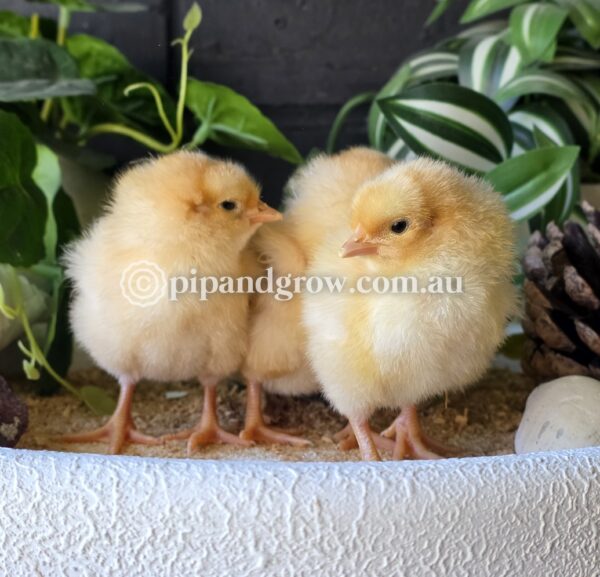 Buff Orpington Fertile egg (each) - Image 3