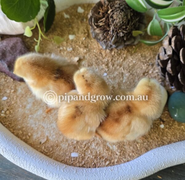 *Not available 2025/26 season* Speckled Sussex Fertile egg (each) - Image 4