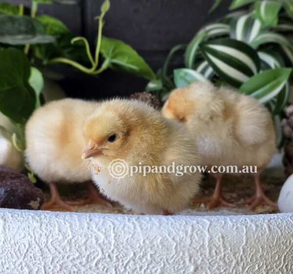 Buff Orpington Fertile egg (each) - Image 22