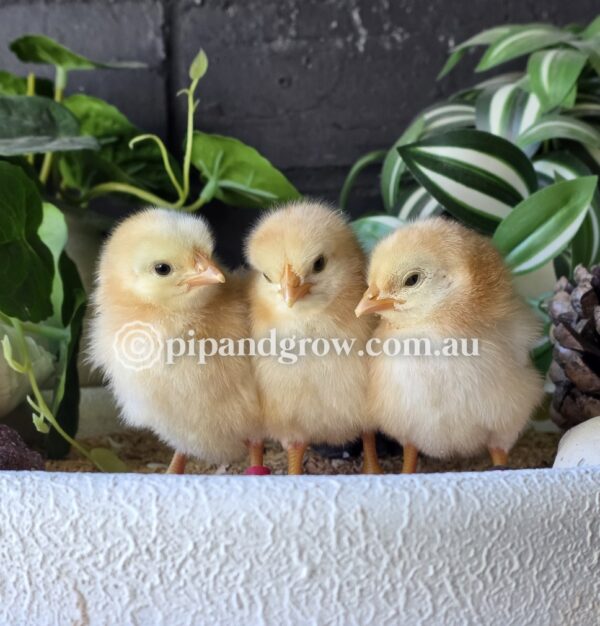 *Not available 2025/26 season* Speckled Sussex Fertile egg (each) - Image 13