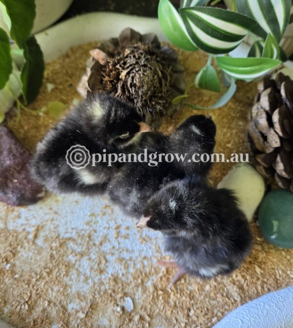 English Cuckoo Marans Fertile Egg (each) - Image 11