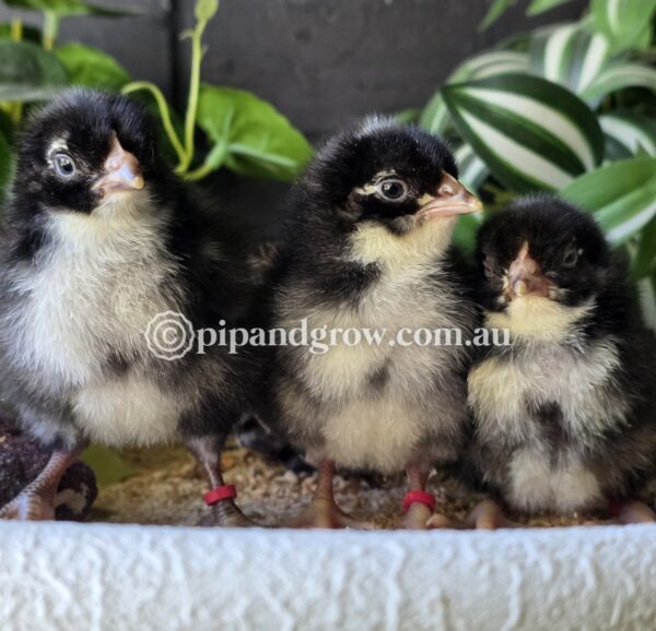 English Cuckoo Marans Fertile Egg (each) - Image 4