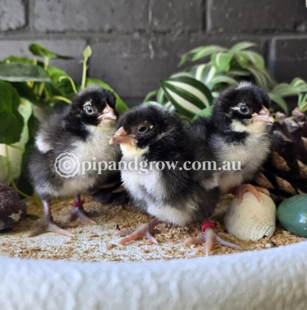 English Cuckoo Marans Fertile Egg (each) - Image 12