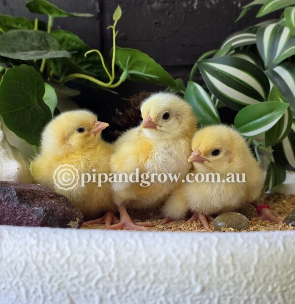 Rhode Island White Fertile Egg (each) - Image 3