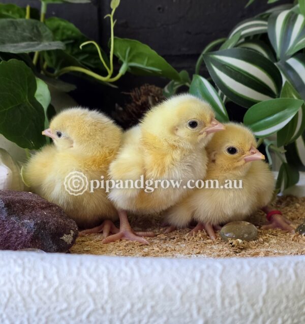 Rhode Island White Fertile Egg (each) - Image 4