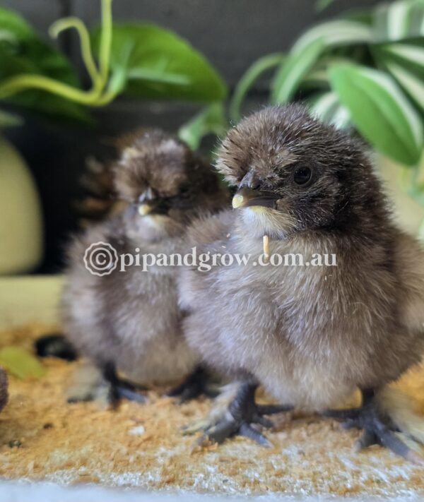 Silkie & Showgirl- Chocolate & Mauve (each) - Image 6