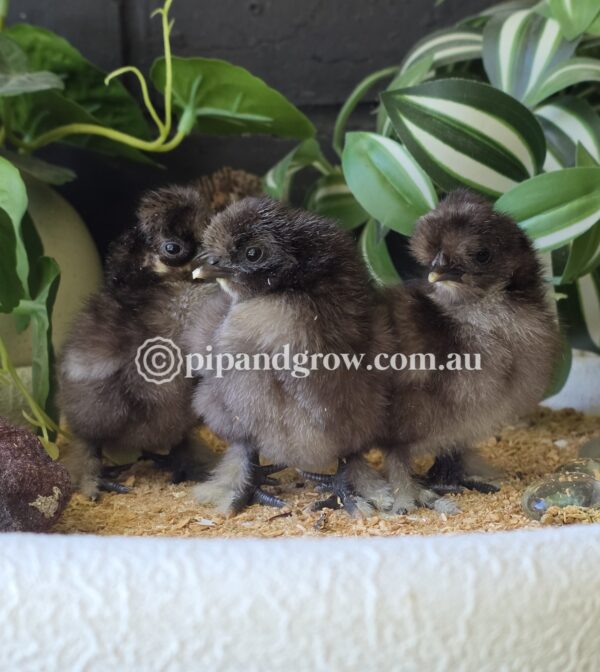Silkie & Showgirl- Chocolate & Mauve (each) - Image 4