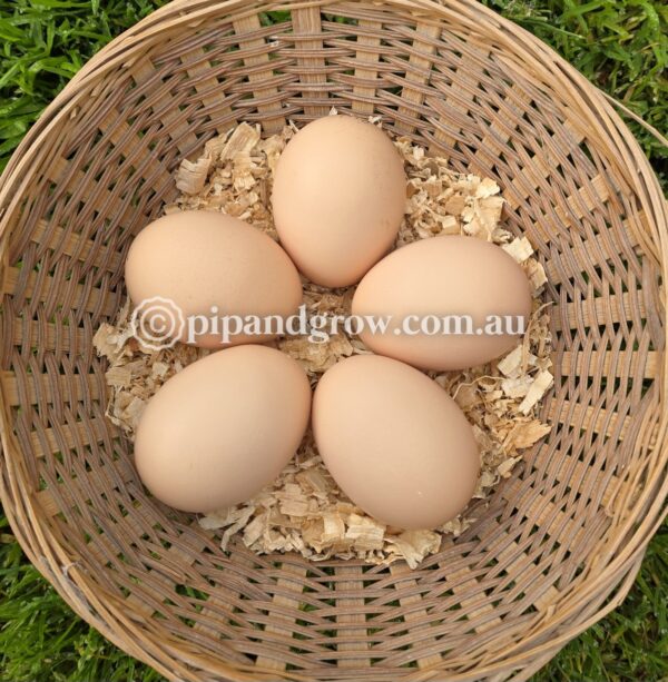 Rhode Island White Fertile Egg (each) - Image 2