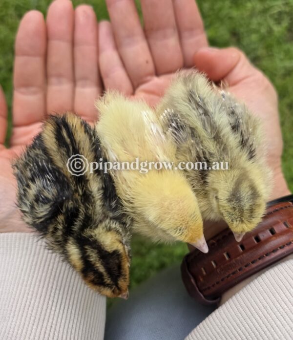 Japanese Quail Chicks - Image 4