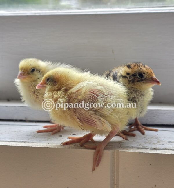 Japanese Quail Chicks - Image 16