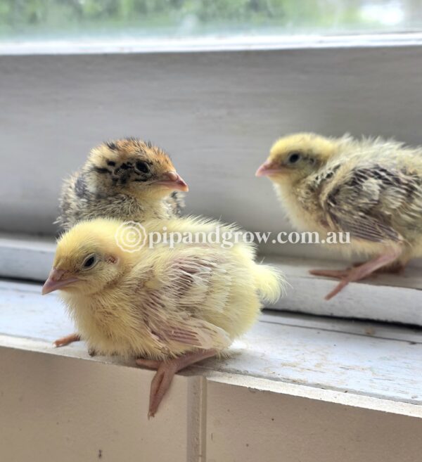 Japanese Quail Chicks - Image 18