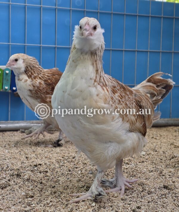 6weeks+Ready for coop - Image 5