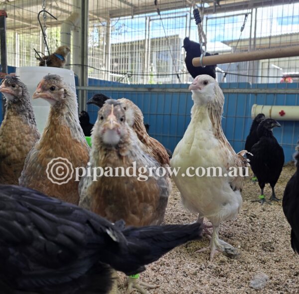 10weeks+Pullets - Image 5