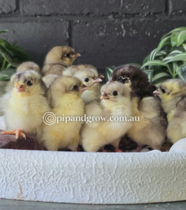 Mauve & Chocolate Bantam Orpington Fertile egg (each) - Image 9