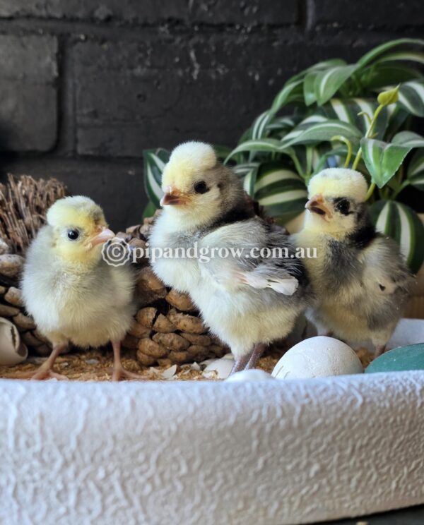 Black & Blue Polish Fertile Egg (each) - Image 3