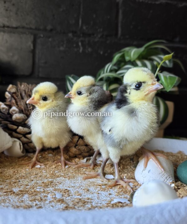 Black & Blue Polish Fertile Egg (each) - Image 4