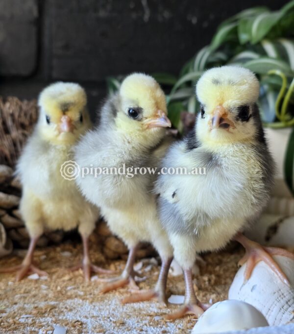Black & Blue Polish Fertile Egg (each) - Image 13